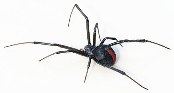 セアカゴケグモ (redback spider)